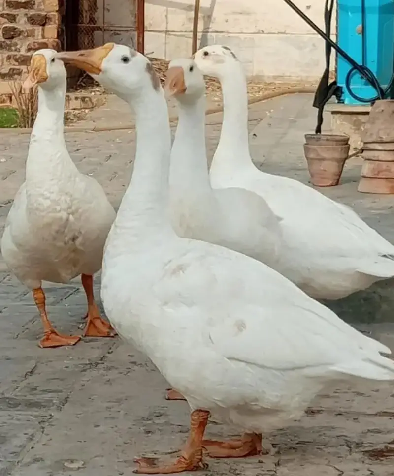Green ring female . . budgies . pigeons. . ducks — photo 3