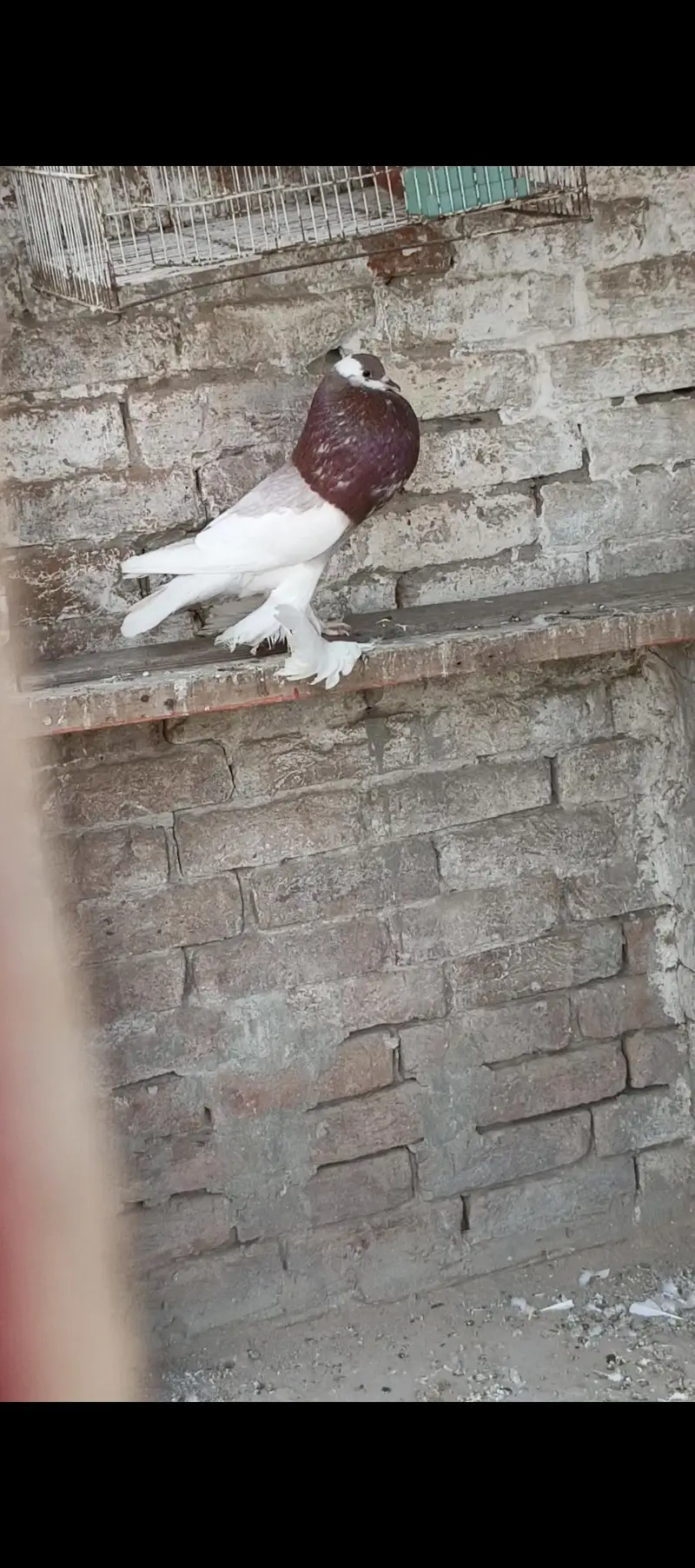 Green ring female . . budgies . pigeons. . ducks — photo 4