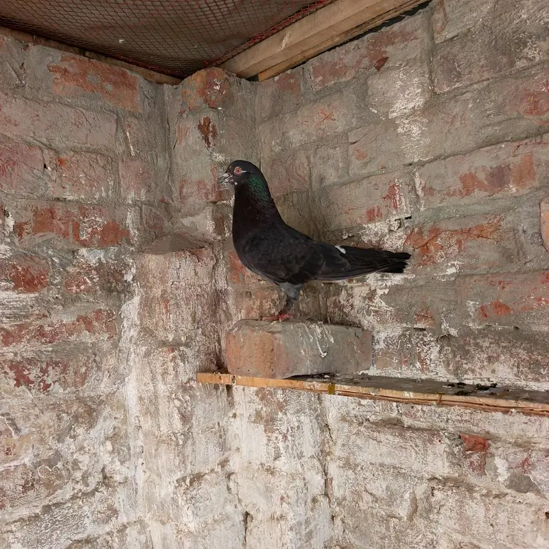 Green ring female . . budgies . pigeons. . ducks — photo 7