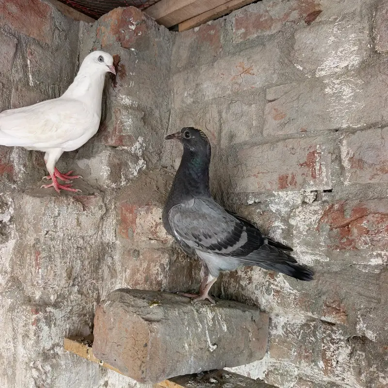 Green ring female . . budgies . pigeons. . ducks — photo 8