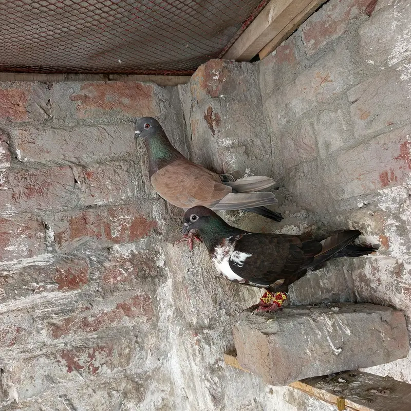 Green ring female . . budgies . pigeons. . ducks — photo 9