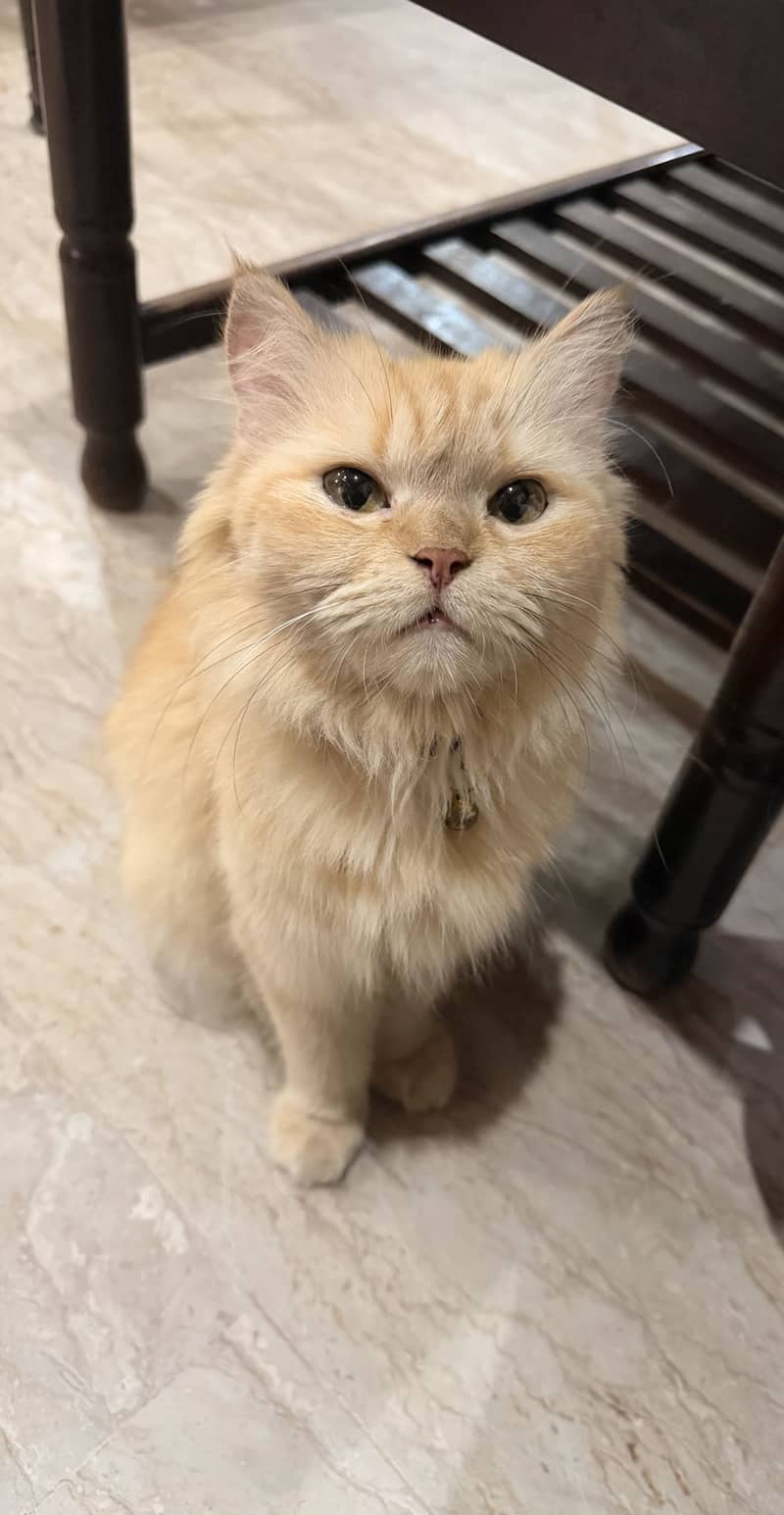 Persian 0