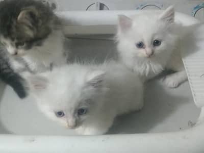 Pure Persian White Kittens – 1.5 Months Old | Healthy & Guaranteed