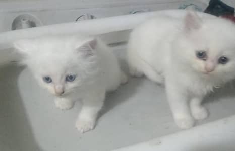 Pure Persian White Kittens – 1.5 Months Old