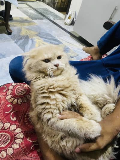Persian brder male for sale