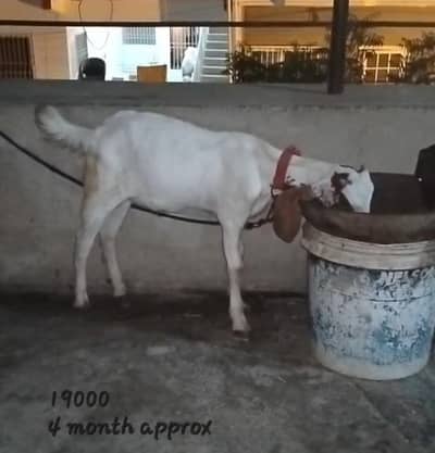 beautiful desi male goat