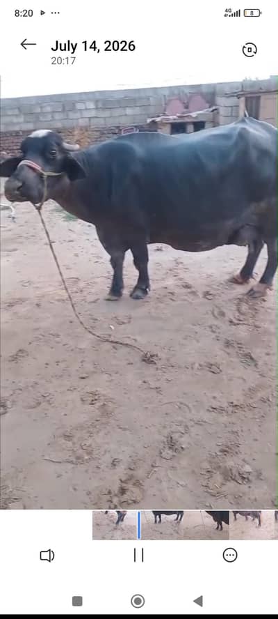 bhans for sale he tazi soi he