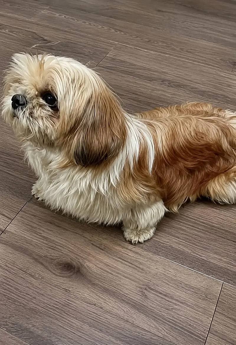 ShihTzu 0
