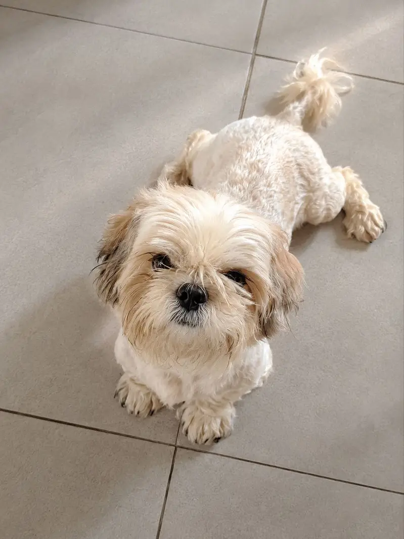 ShihTzu — photo 2