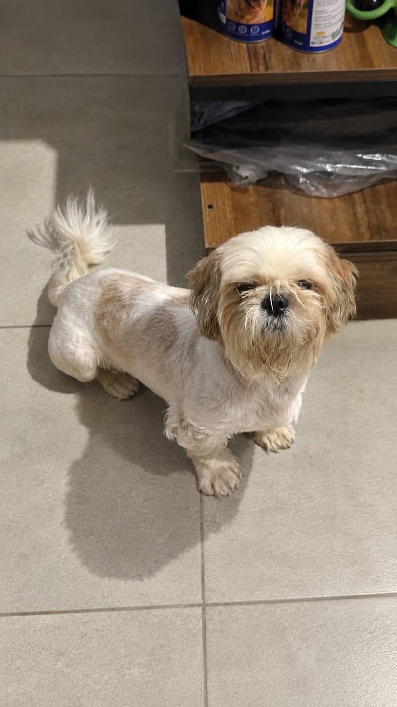 ShihTzu 2