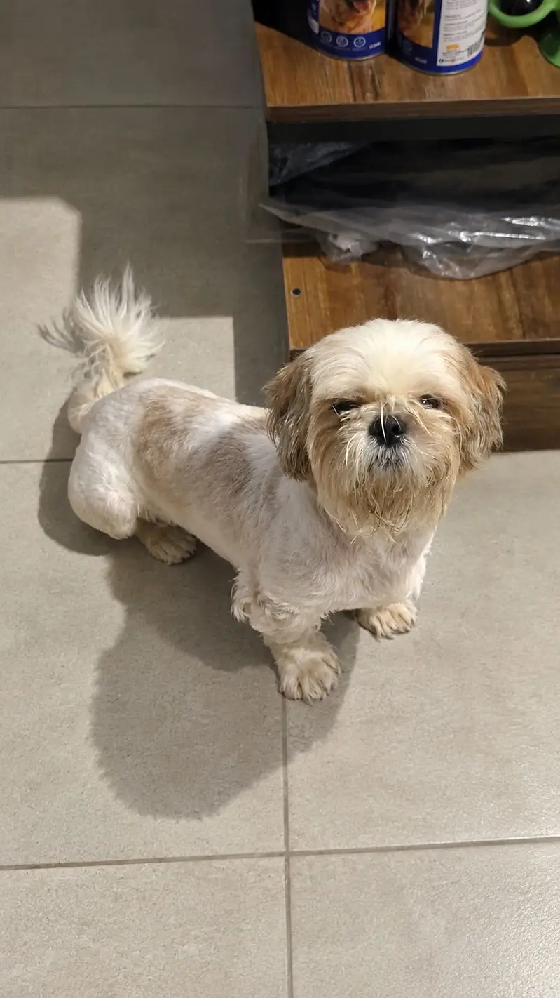ShihTzu — photo 3