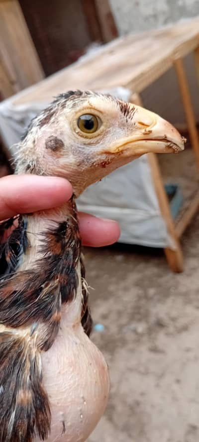 aseel chicks high quality hera female