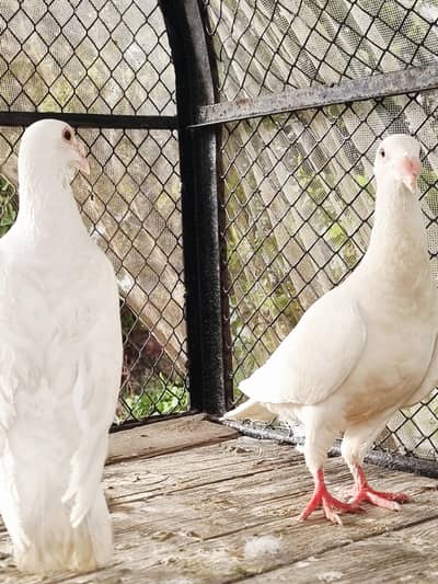 sale on pegions, Affordable prices for everyone
