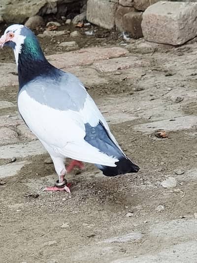 sale on pegions, Affordable prices for everyone