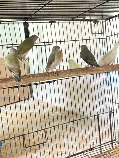 Lady Goldian finch