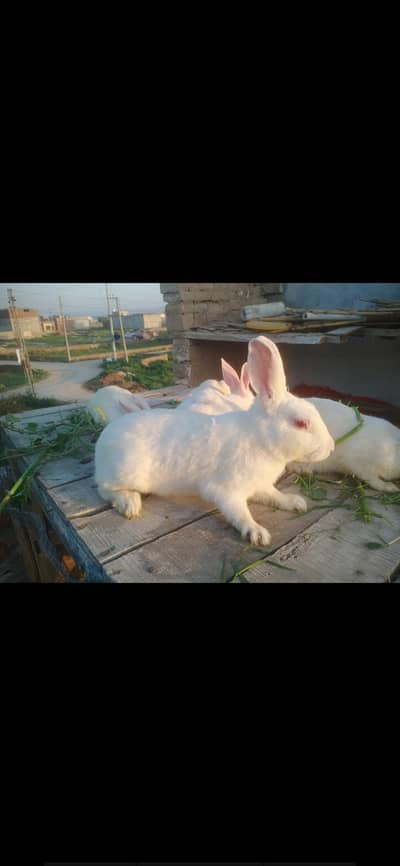 dasi  rabbit