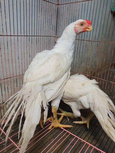 parrot beak chicks