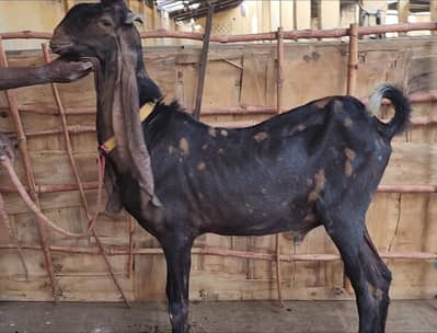 original kamori breader Bakra for sale