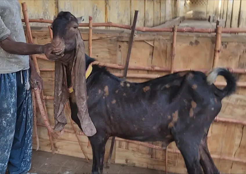 original kamori breader Bakra for sale — photo 2