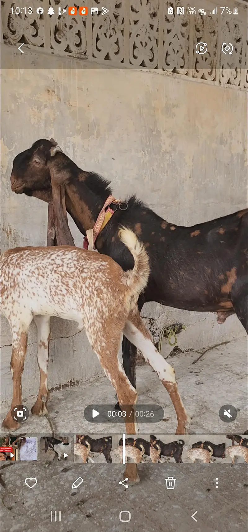 original kamori breader Bakra for sale — photo 3