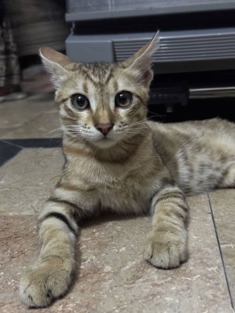 Persian - CAT 3