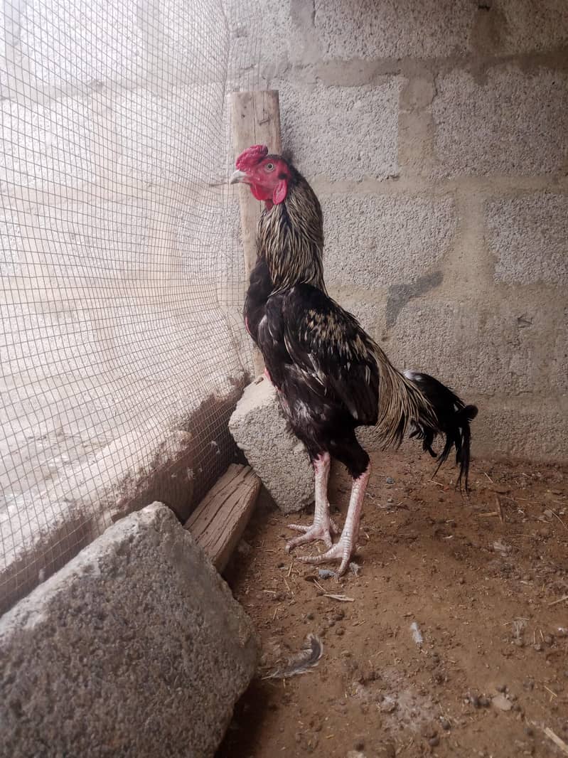 Java cock 1