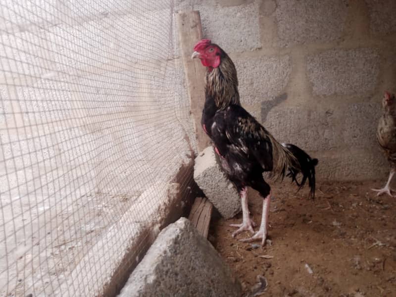 Java cock 2