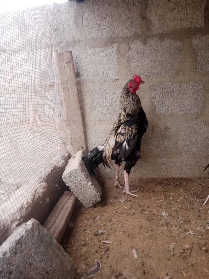 Java cock 3