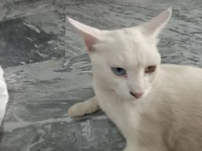 percian cato white colour hai