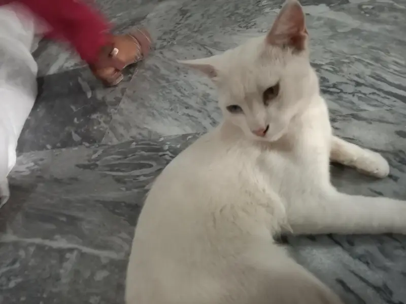 percian cato white colour hai — photo 2