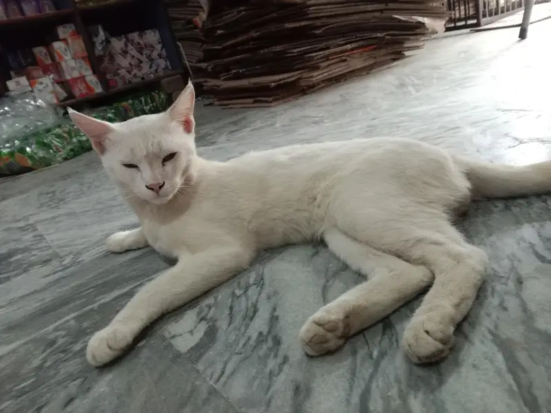 percian cato white colour hai — photo 3