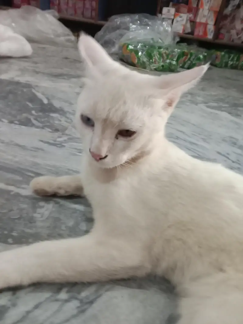 percian cato white colour hai — photo 4