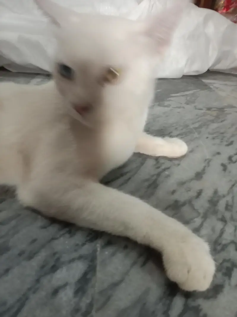 percian cato white colour hai — photo 5