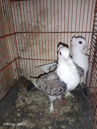 cherry santinat female