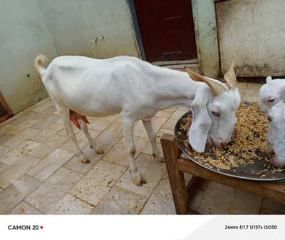 Fresh and healthy Goats available