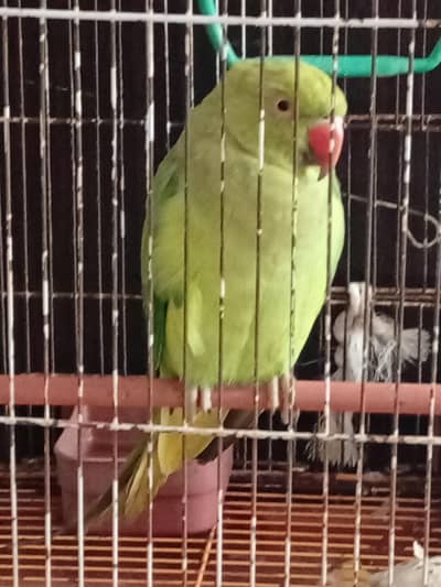 active female exchange karna he pahari parrot baby se