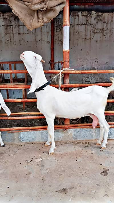 Gulabi Bakri for Sale