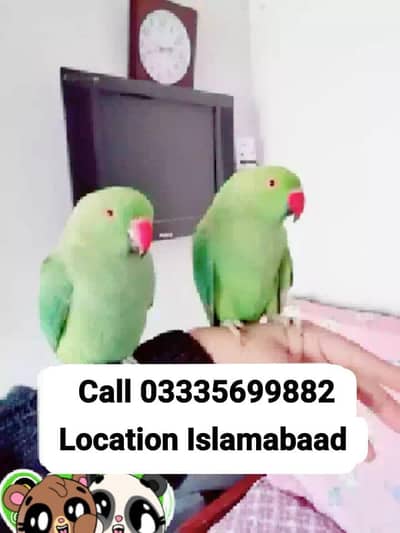 Single 5,500 Hand Tamed Friendly Green Ring Neck Parrots Male/Female