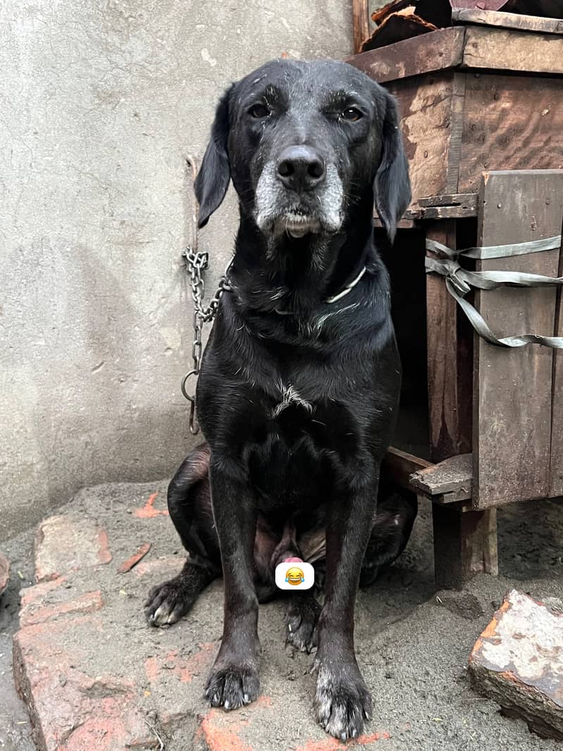 Labradog 1