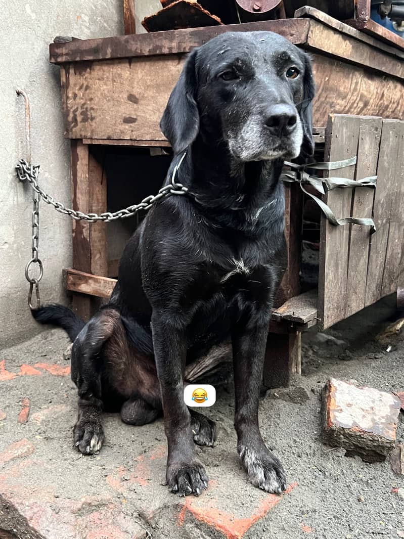 Labradog 2