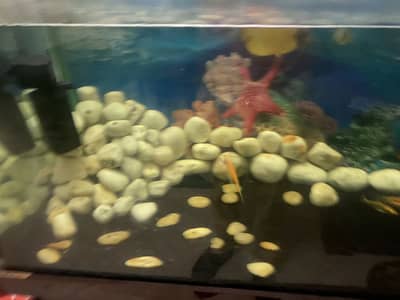 Fish aquarium for sale