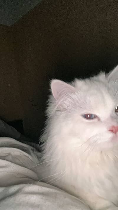 Persian cat with odd eyes