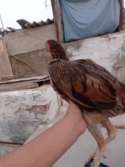 aseel sindhi bimar nahi ha 100/100 bilkul sahi ha andy de rahi ha