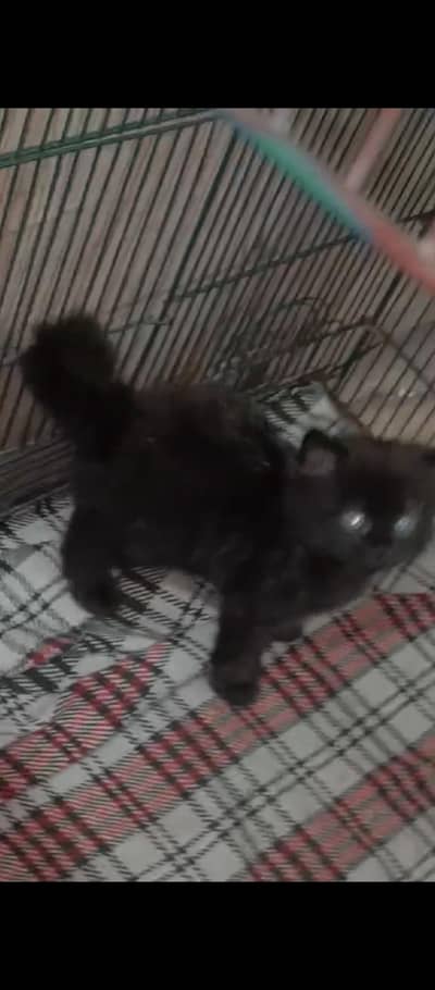 Grey/black/brown shade 3 kitten available