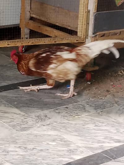 Aseel Murga #Animal,#Hen