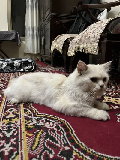 Persian Male Cat