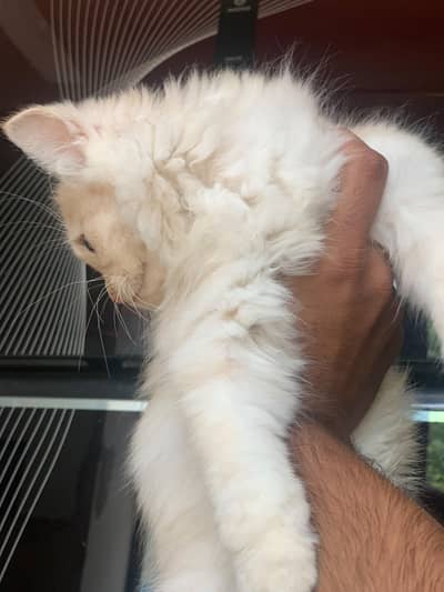 female kitten