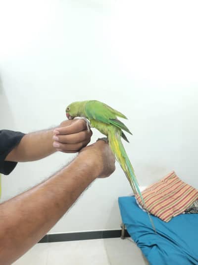green parrot hand tamed