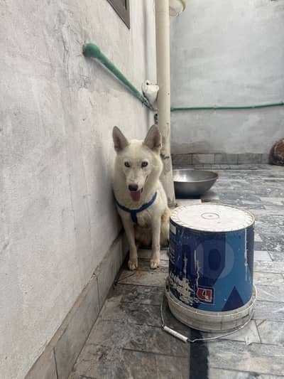 White husky with orange eyes