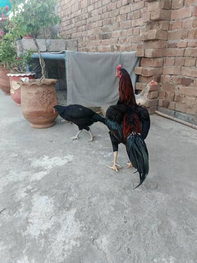 lakha aseel male with black female